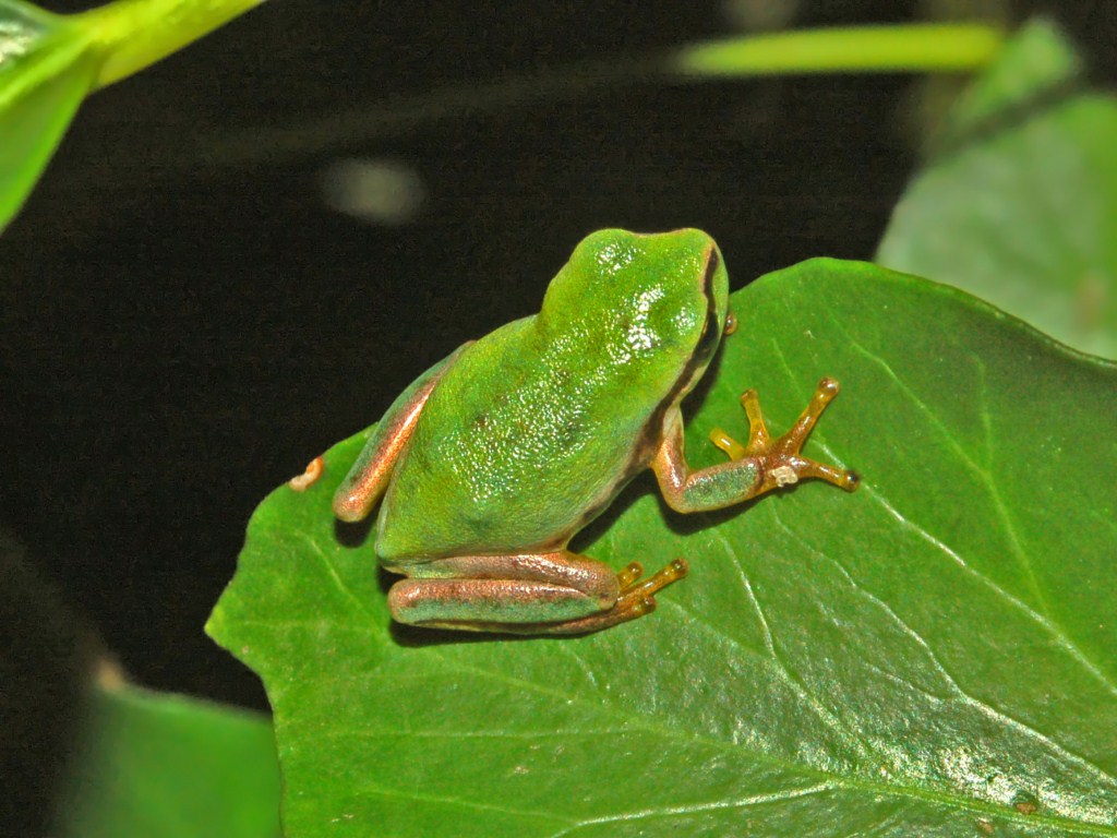 Una raganella tra le foglie d''edera - Hyla meridionalis